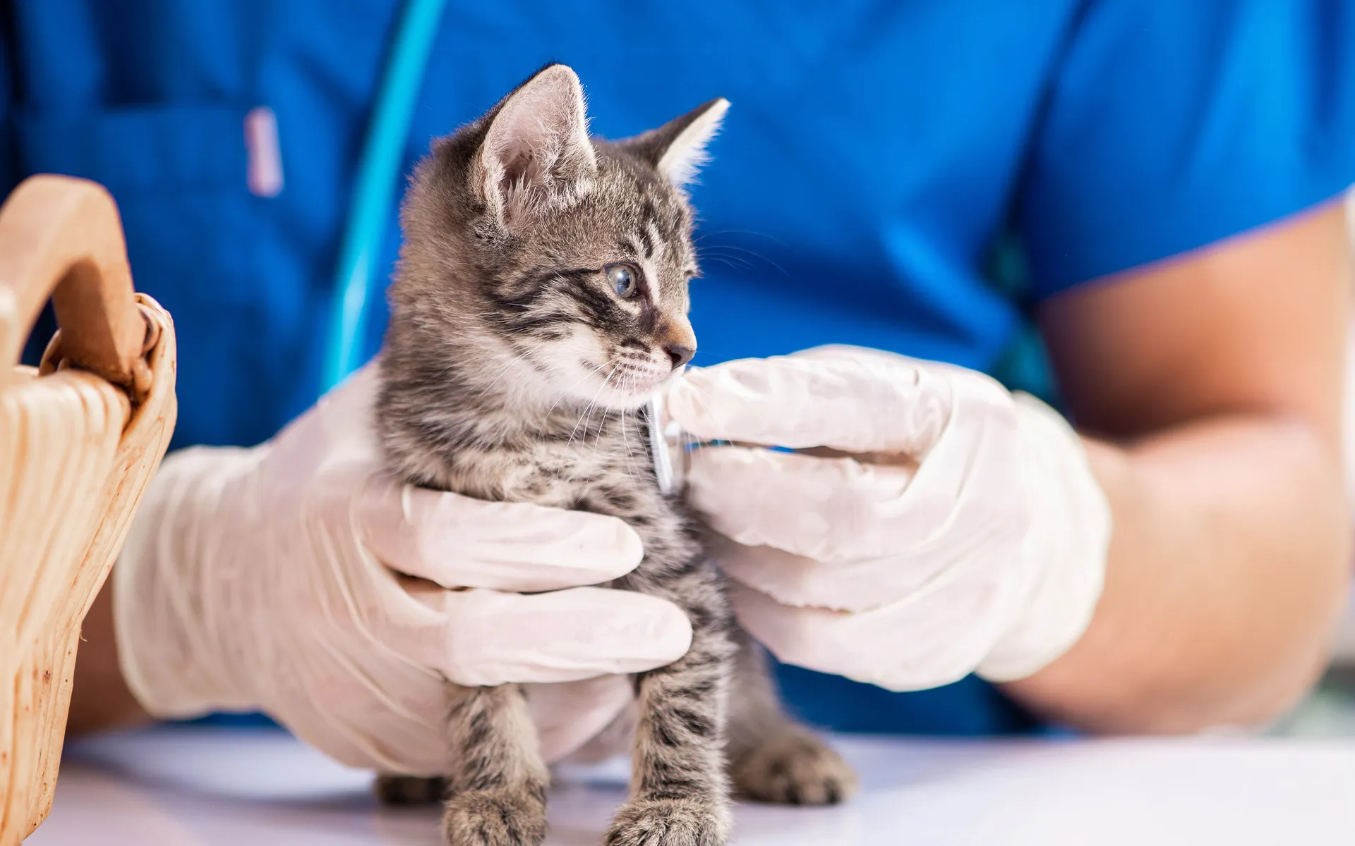 株式会社ＦＶＨ